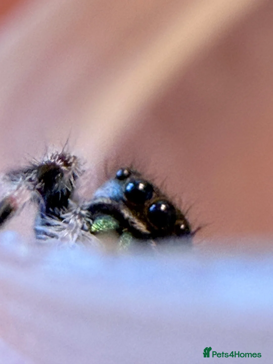 Spiders invertebrates for sale: P.regius Jumping spiders price includes P&P - Advert 13
