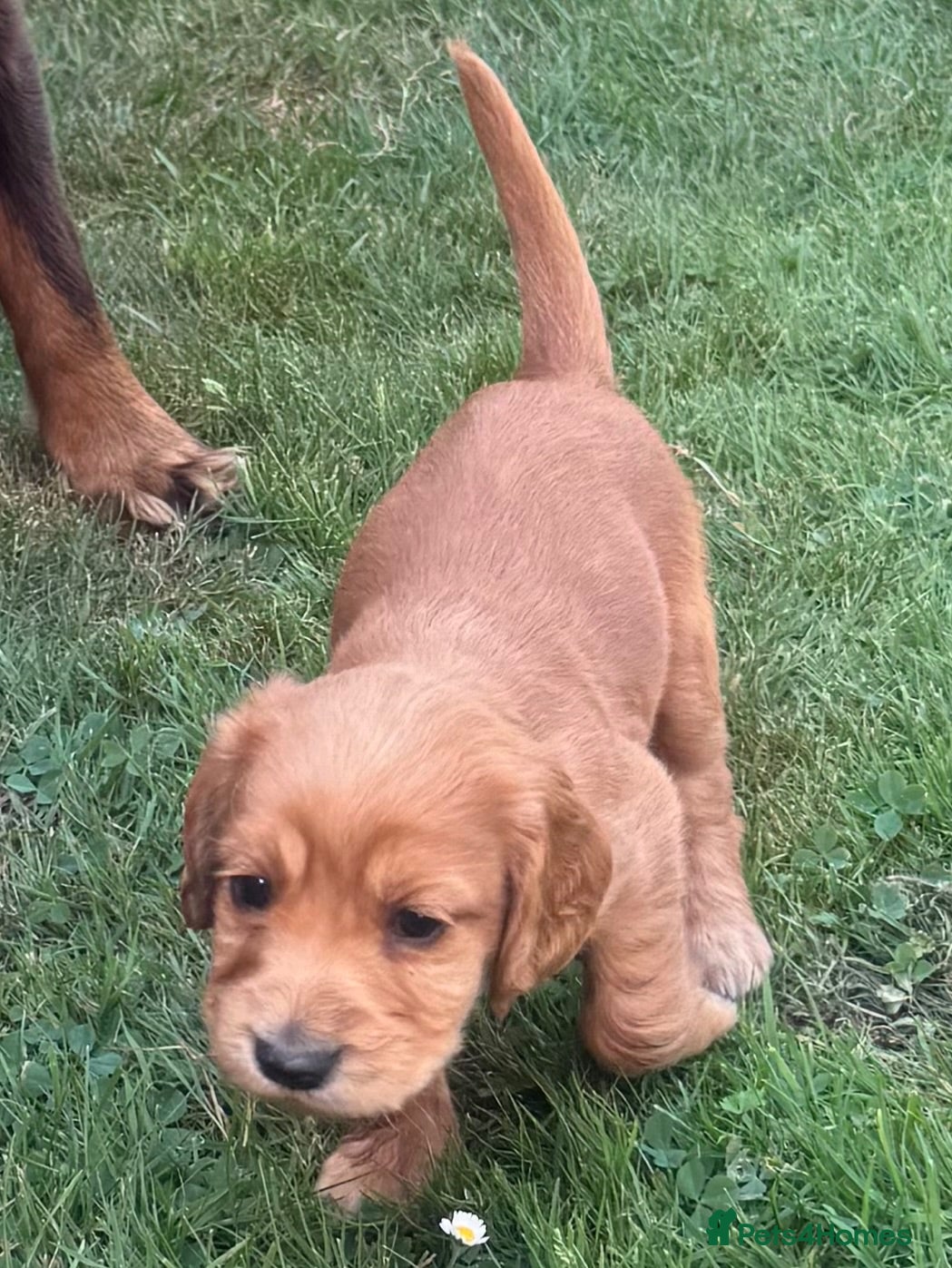 Cocker Spaniel dogs Beautiful litter of cocker spaniel puppies - Advert 2