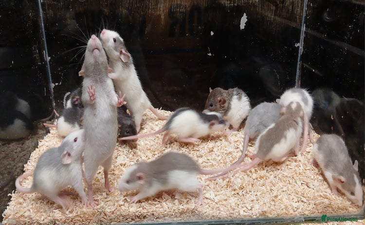 Rat rodents - Advert 1