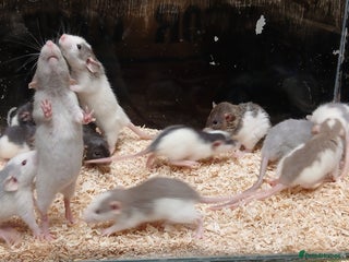 Rat rodents Baby Dumbo Rat's Males & Females - Advert 4