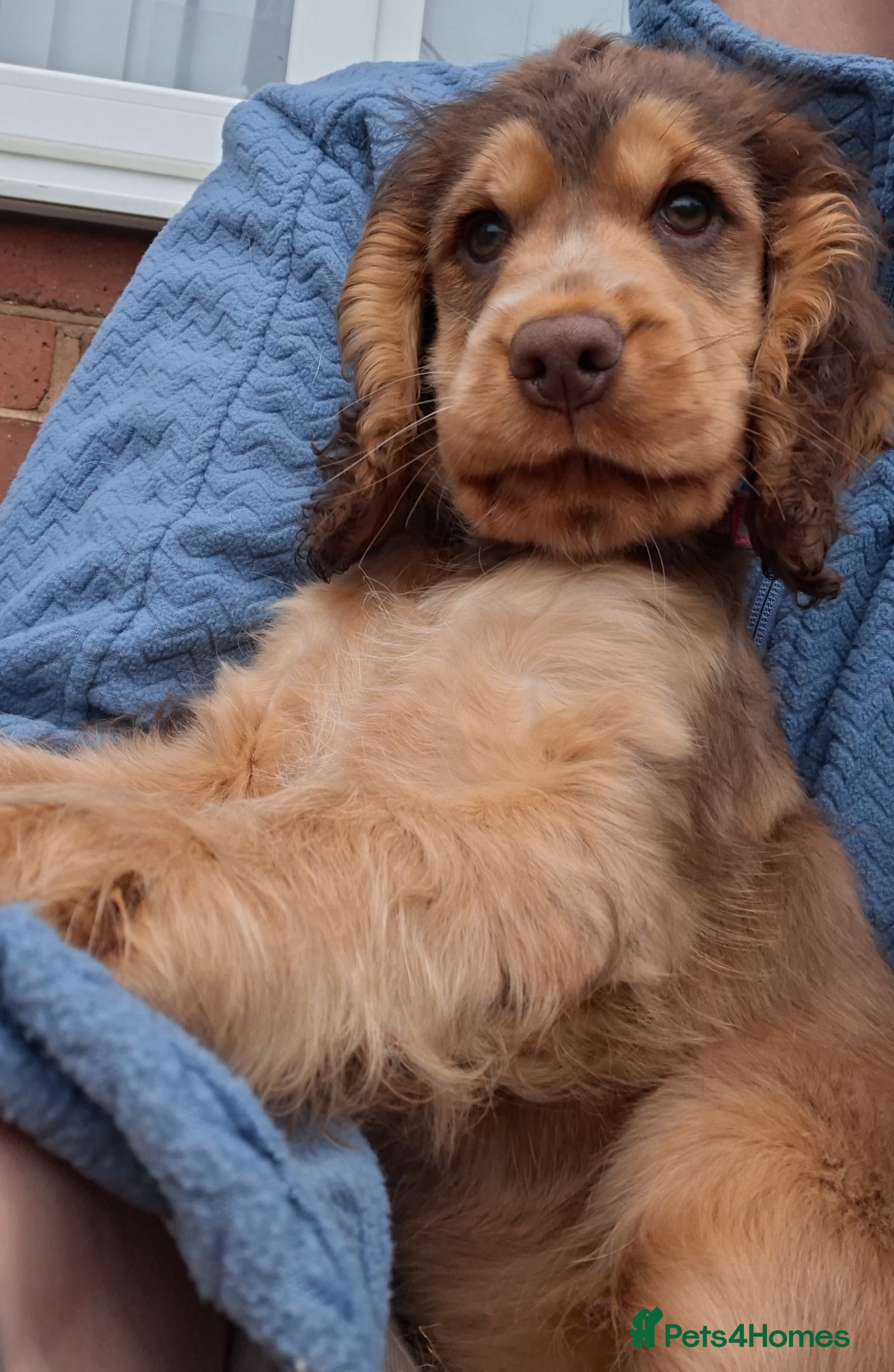 Cocker Spaniel dogs One GIRL AVAIL🔥 KC REG. SHOW TIPE COCKER SPANIEL  - Advert 9