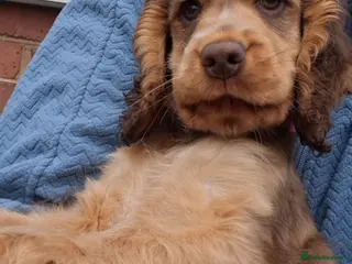 Cocker Spaniel dogs One GIRL AVAIL🔥 KC REG. SHOW TIPE COCKER SPANIEL - Advert 7