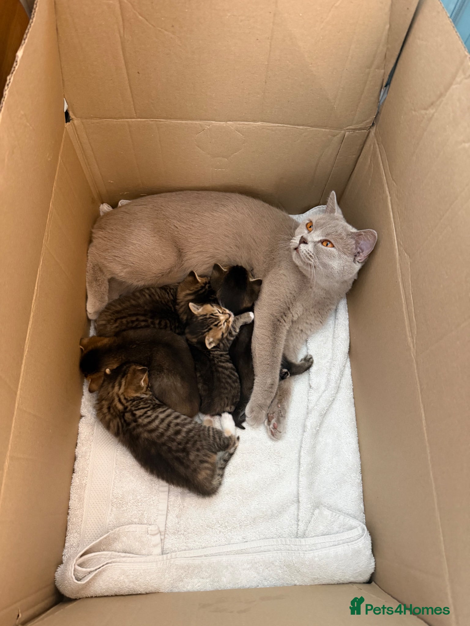 Mixed Breed cats 5 British short haired blue mixed kittens!!! - Advert 13