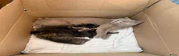Mixed Breed cats for sale: 5 British short haired blue mixed kittens!!! - Advert 1