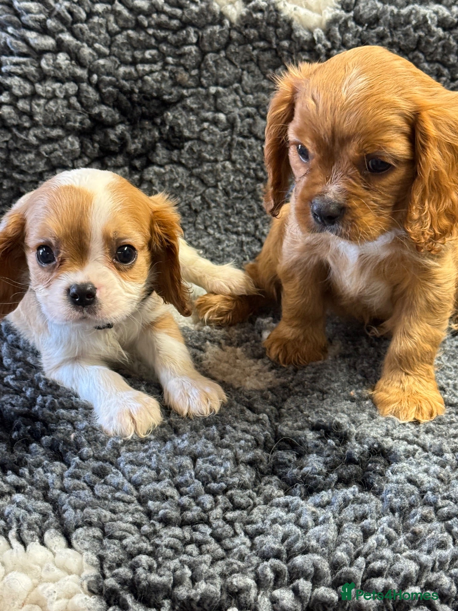 Cavalier King Charles Spaniel dogs Beautiful cavalier pups  - Advert 1