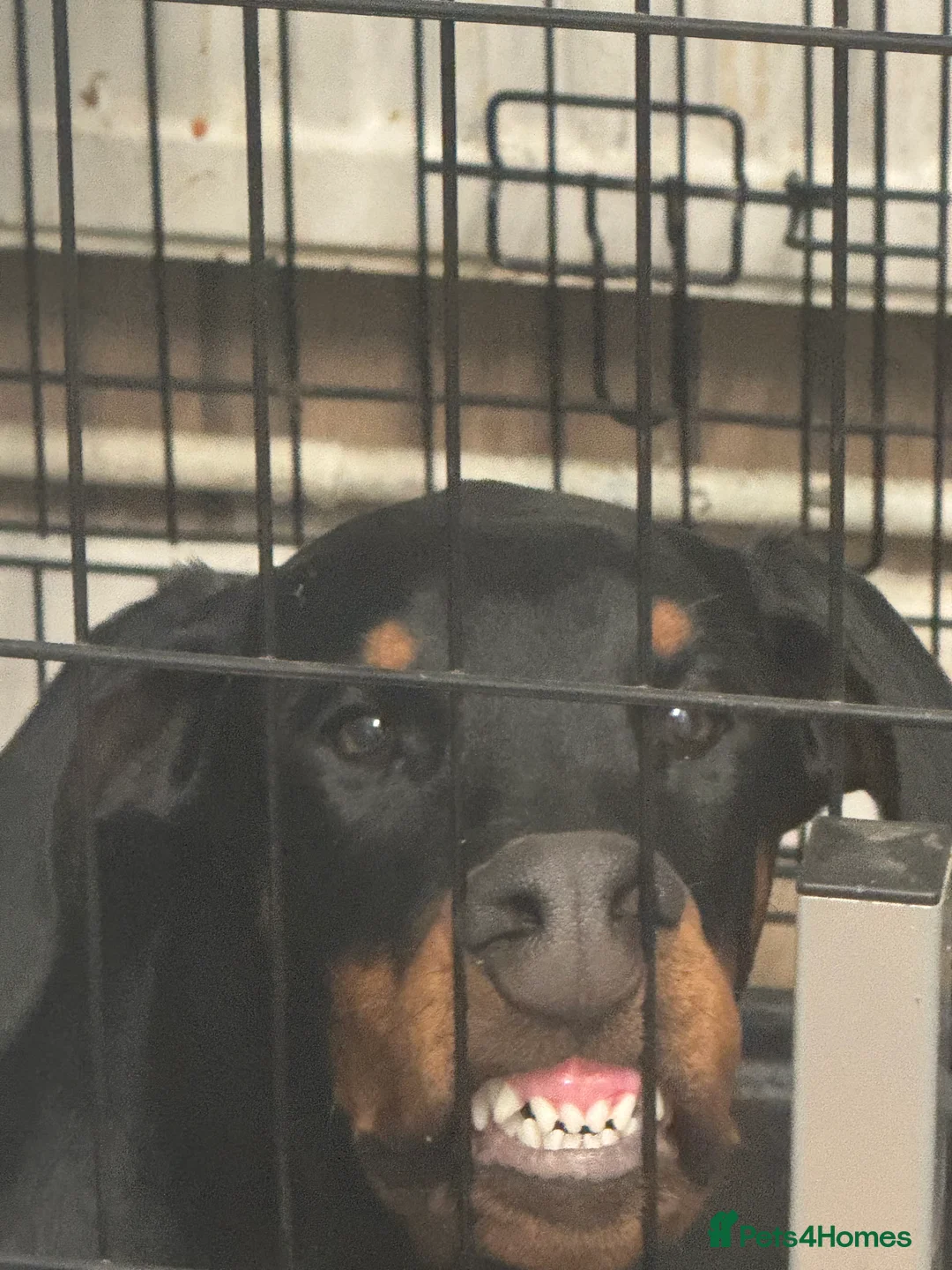 Dobermann dogs for sale: 1 year old Doberman  in Trowbridge - Advert 2