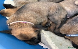 Belgian Shepherd Dog dogs for sale: 🐶Belgian Malinois Shepherd🐶 working dogs in Esher - Image 12