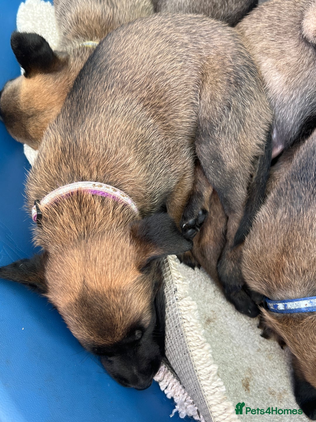 Belgian Shepherd Dog dogs for sale: 🐶Belgian Malinois Shepherd🐶 working dogs in Esher - Image 12