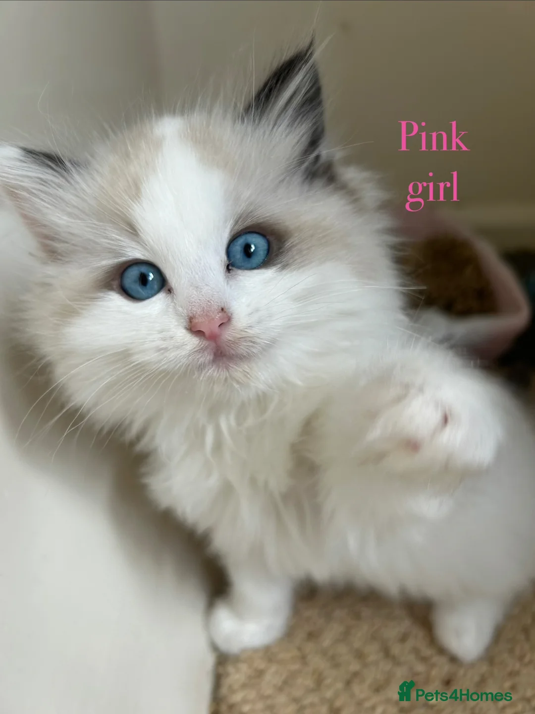 Ragdoll cats for sale: Last girl Ragdoll Kitten - Advert 18