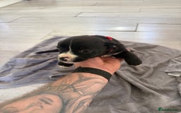 Mixed Breed dogs for sale: 🐶 Adorable 8-Week-Old Caverjack Puppies for Sale - Image 4
