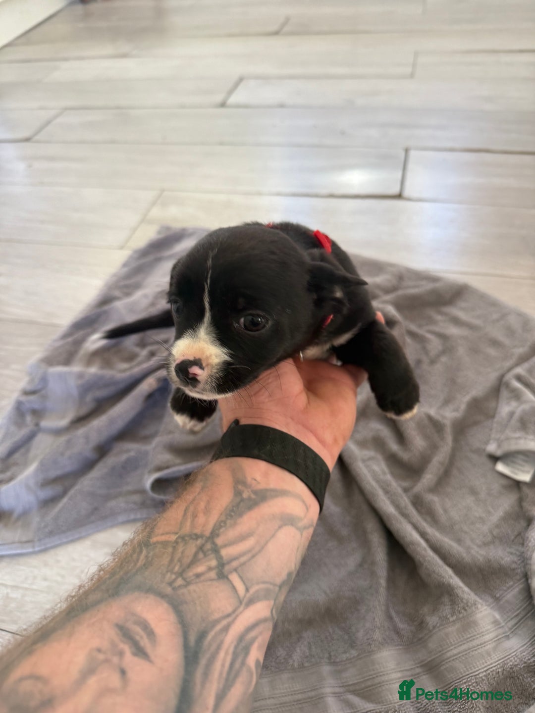 Mixed Breed dogs for sale: 🐶 Adorable 8-Week-Old Caverjack Puppies for Sale - Image 4