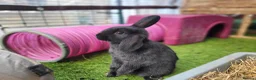 Mixed Breed rabbits for sale: Beautiful Rabbits - READY TO LEAVE - Advert 5