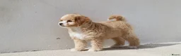 Cavapoochon dogs for sale: Beautiful Cavapoochon puppies for sale - Advert 14