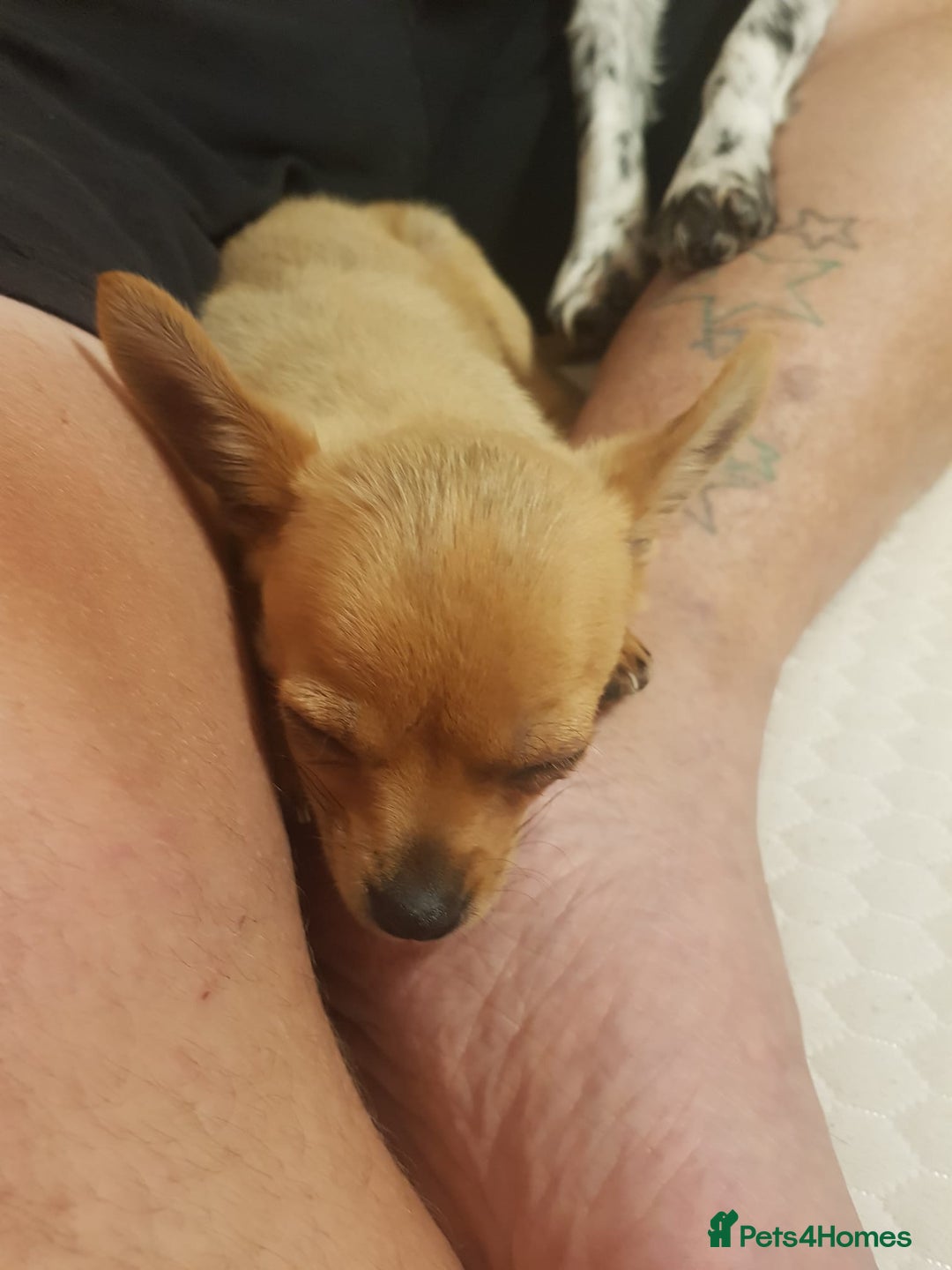 Chihuahua dogs for adoption: ❤️🐶 TOFFEE & COOKIE 🐶❤️ - Image 8