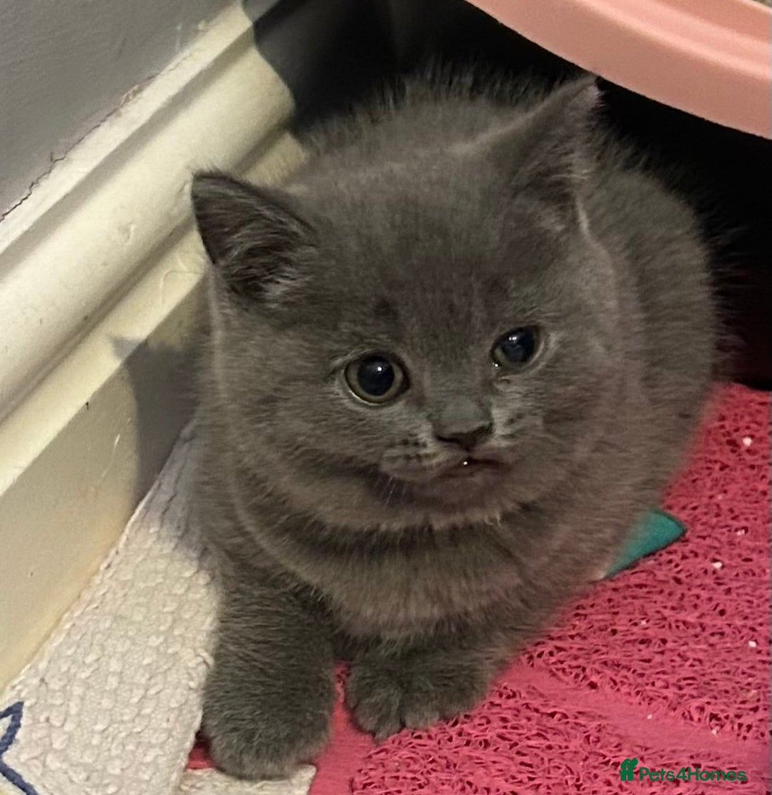 British Shorthair cats for sale: Beautiful British Shorthair kittens  - Advert 9
