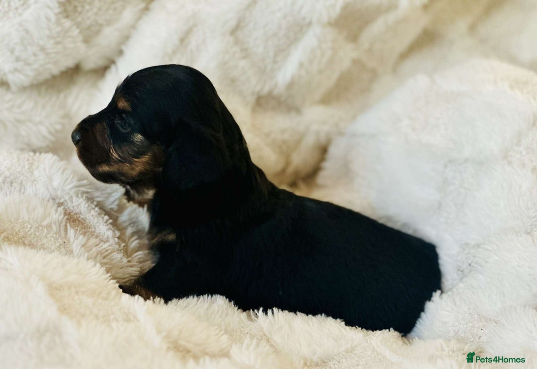 Miniature Dachshund dogs for sale: Long haired dachshund  - Image 21