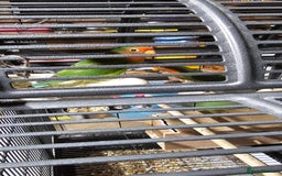 Lovebirds birds for sale: Pair bonded lovebirds - Image 11