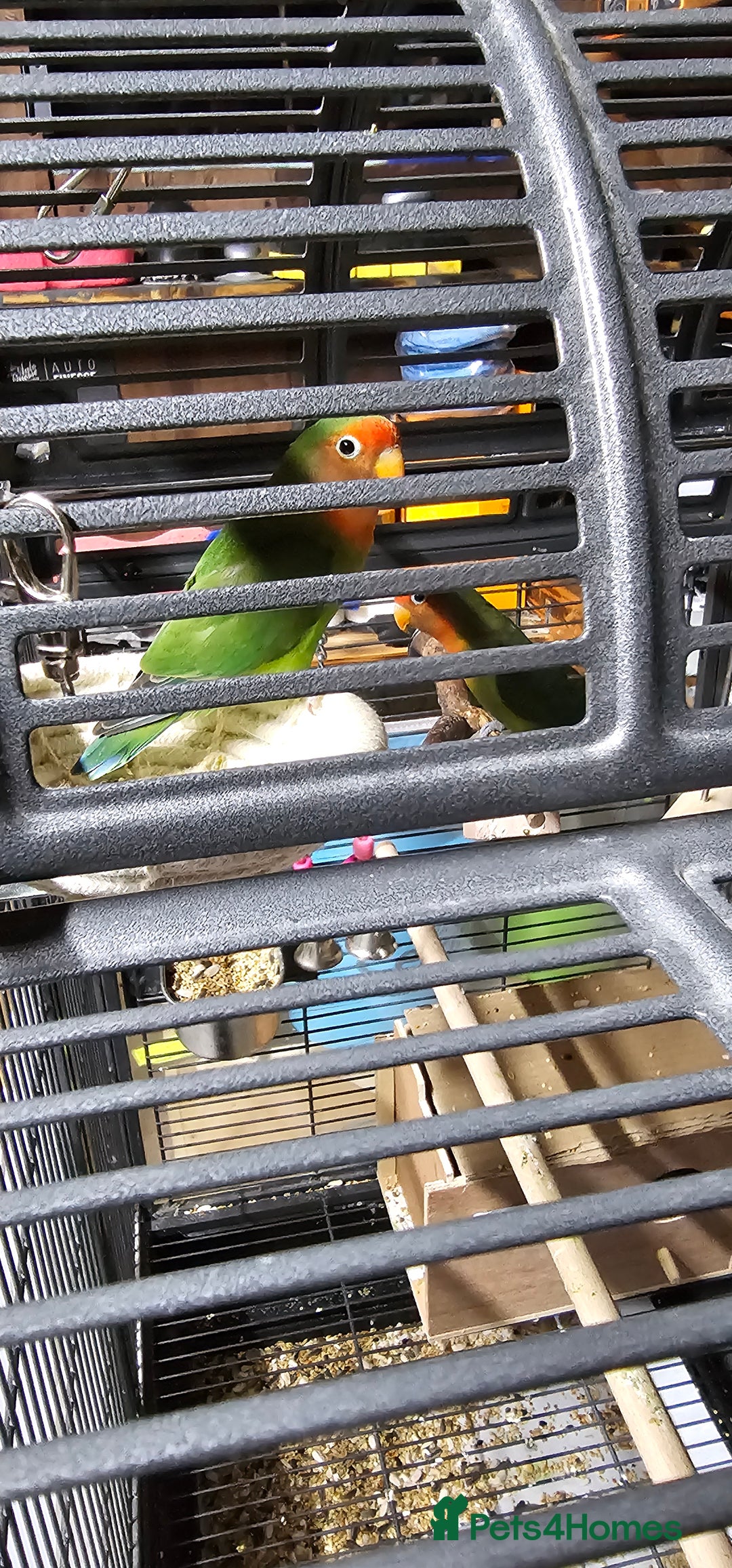 Lovebirds birds for sale: Pair bonded lovebirds - Image 11