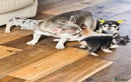French Bulldog dogs for sale: Five star 🌟 Homes needed  - Image 6