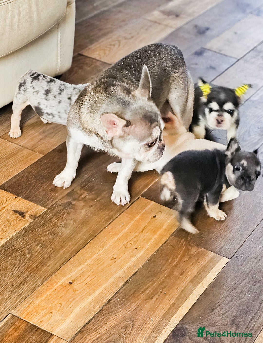 French Bulldog dogs for sale: Five star 🌟 Homes needed  - Image 6