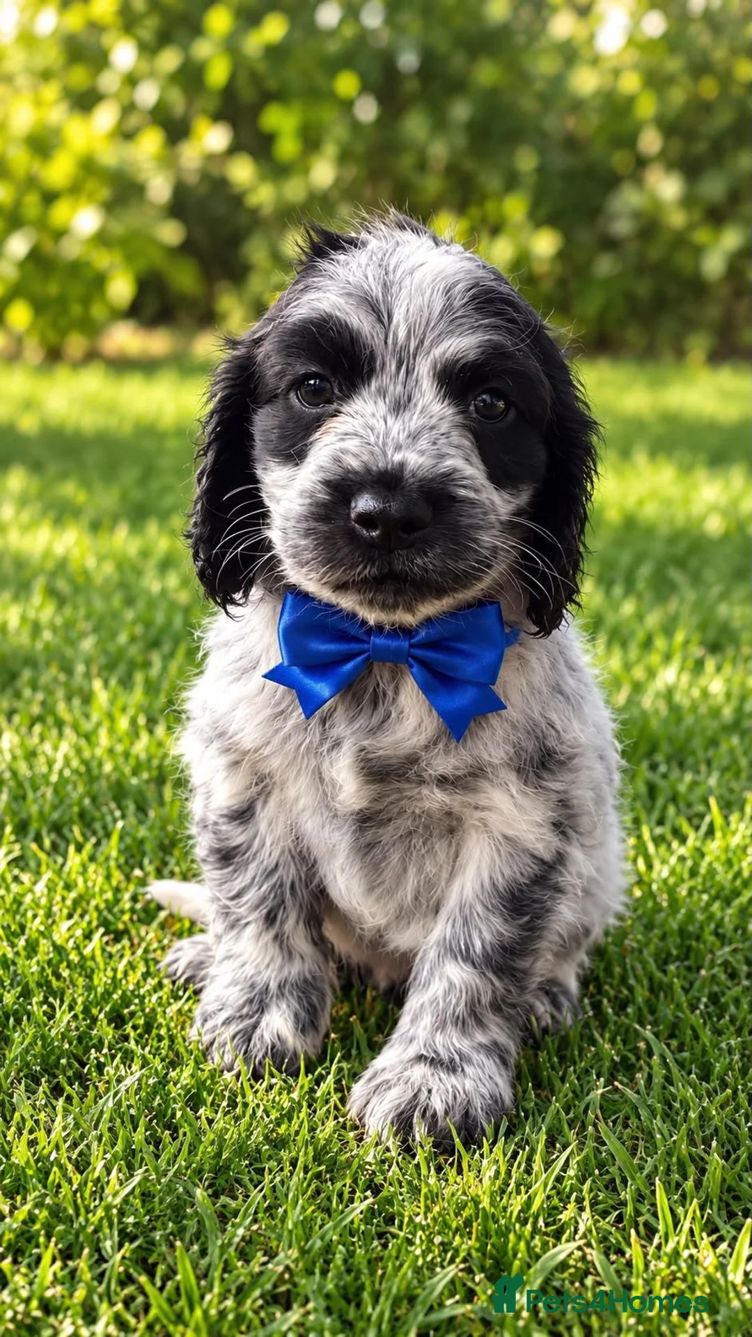 Cocker Spaniel dogs for sale: Ready Tuesday 27th Oct Cocker Spaniel Puppies  - Advert 2