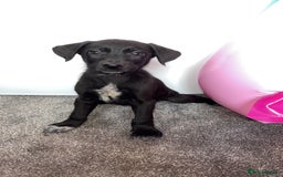 Borador dogs for sale: Collie x lab puppies - Image 2