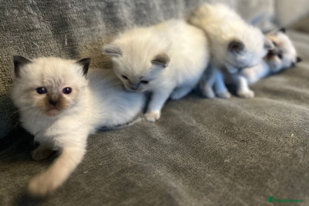 Ragdoll cats for sale: Ragdoll kittens for sale  - Image 6