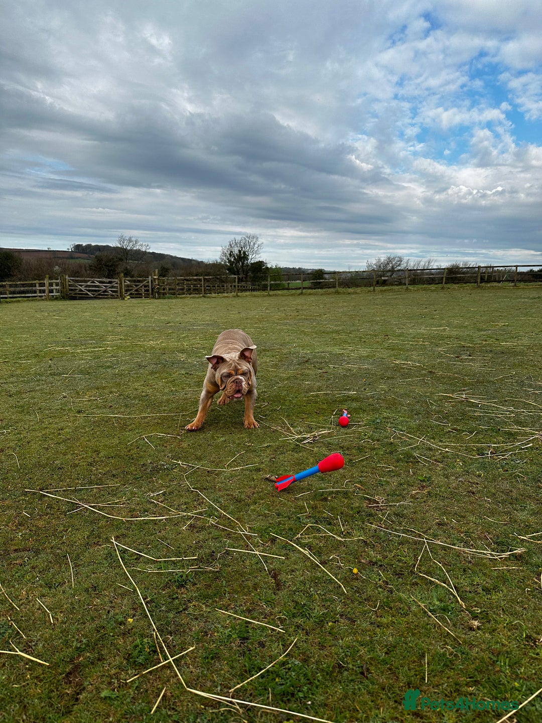 English Bulldog dogs for sale: 1 year old English bulldog - read description! - Image 3