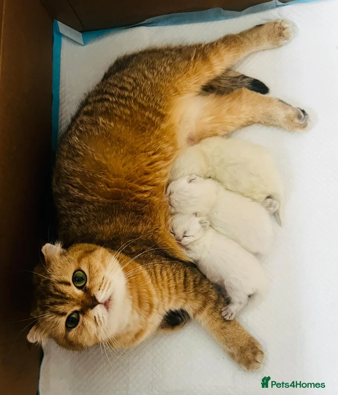 Scottish Fold cats for sale: Scottish fold kitten 4months old beautiful boy in London - Advert 1