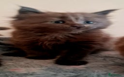 Maine Coon cats for sale: Full Pedigree Mainecoons available  - Image 5