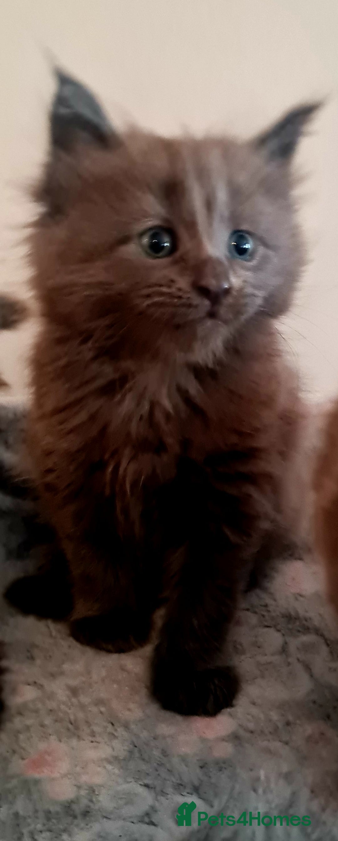 Maine Coon cats for sale: Full Pedigree Mainecoons available  - Image 5