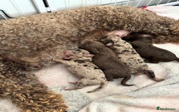 Cockapoo dogs for sale: Stunning Cockapoo Litter  - Image 9