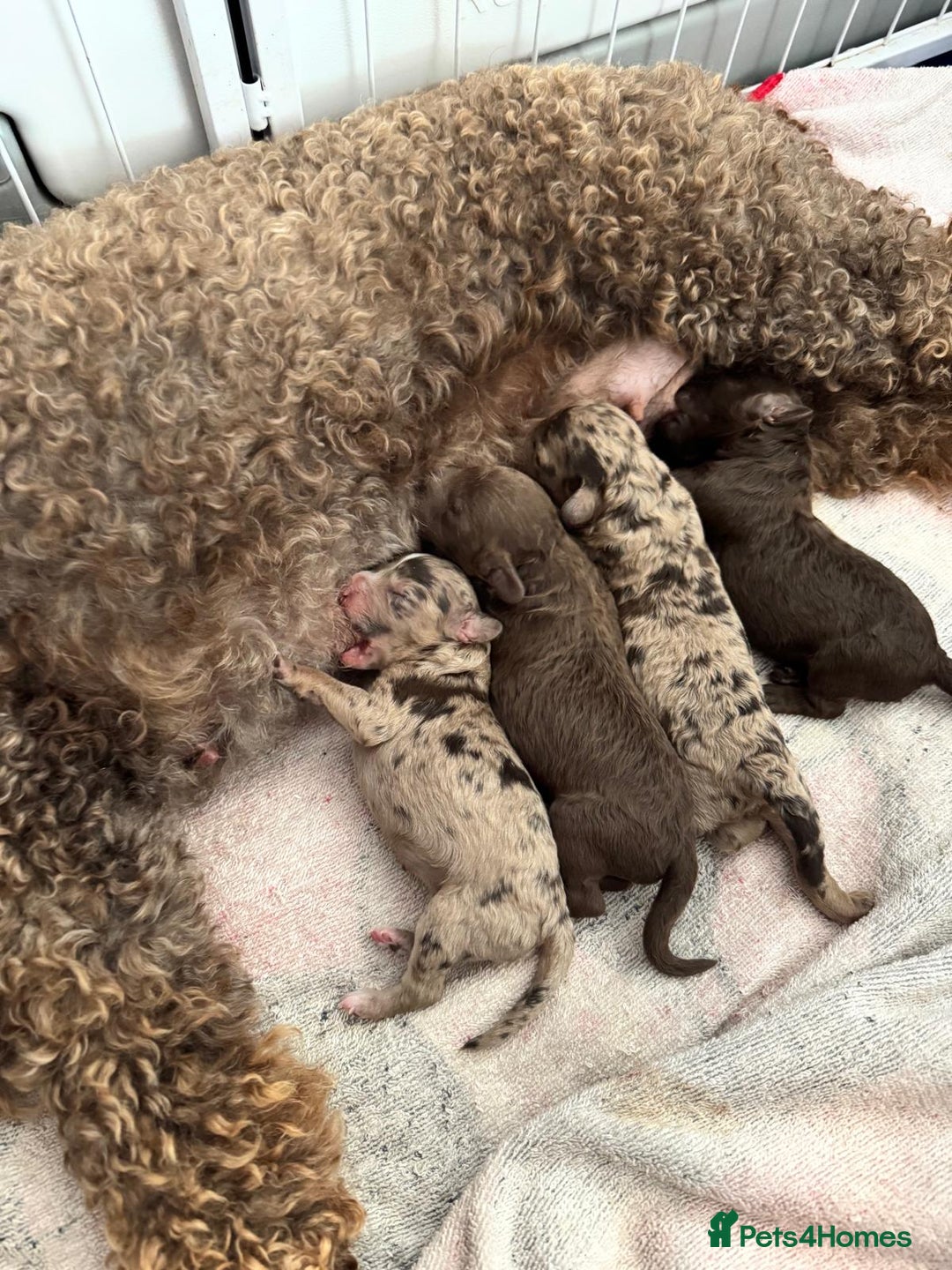 Cockapoo dogs for sale: Stunning Cockapoo Litter  - Image 9