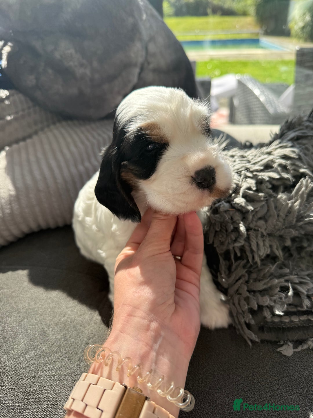 Cocker Spaniel dogs for sale: Gorgeous KC registered Show Cocker Spaniels - Image 4