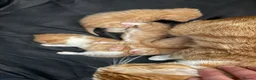 Domestic Shorthair cats for sale: Stunning kittens  - Advert 10