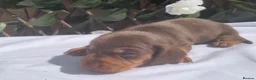 Miniature Dachshund dogs for sale: BEAUTIFUL TINY MINIATURE DASCHUNDS DAPPLE KC  - Advert 25