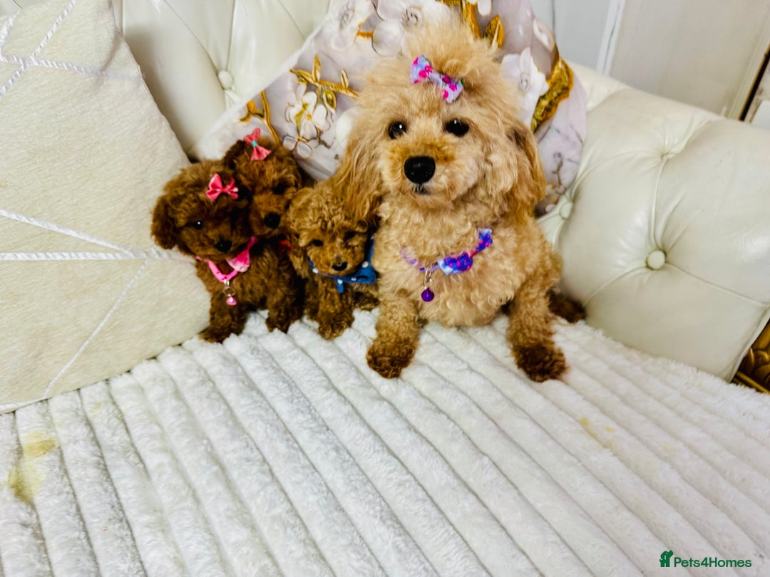 Maltipoo dogs for sale: Exquisite tiny F1 Toy Maltipoo puppies 🐶 🧸  - Image 7