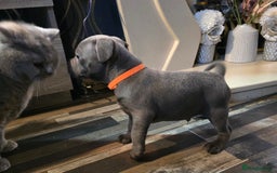 Staffordshire Bull Terrier dogs for sale: Stunning Staffordshire bull terrier pups  - Image 25