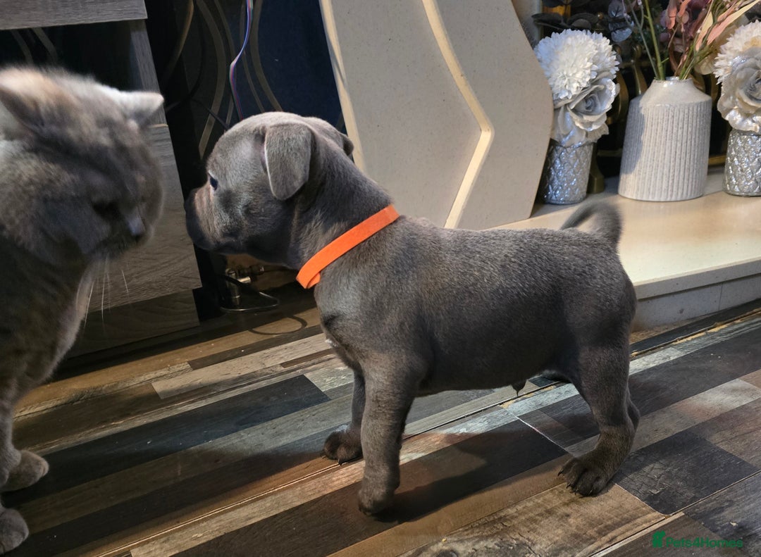 Staffordshire Bull Terrier dogs for sale: Stunning Staffordshire bull terrier pups  - Image 25