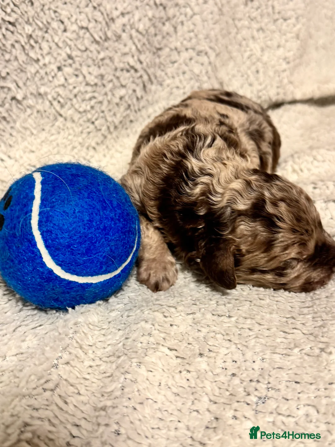 Cockapoo dogs for sale: Stunning F1bb toy cockerpoo puppies - Advert 20