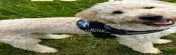 Mixed Breed dogs for stud: Billy F2 Goldendoodle - Advert 2