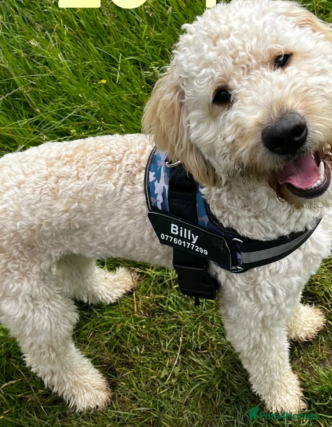Mixed Breed dogs for stud: Billy F2 Goldendoodle - Advert 2