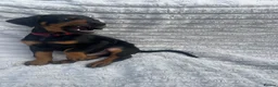 Dobermann dogs for sale: Champion Bloodline Doberman Puppies - Advert 25