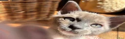 Tonkinese cats for sale: Superb Tonkdoll kittens - Advert 8
