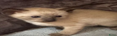 Siamese 2