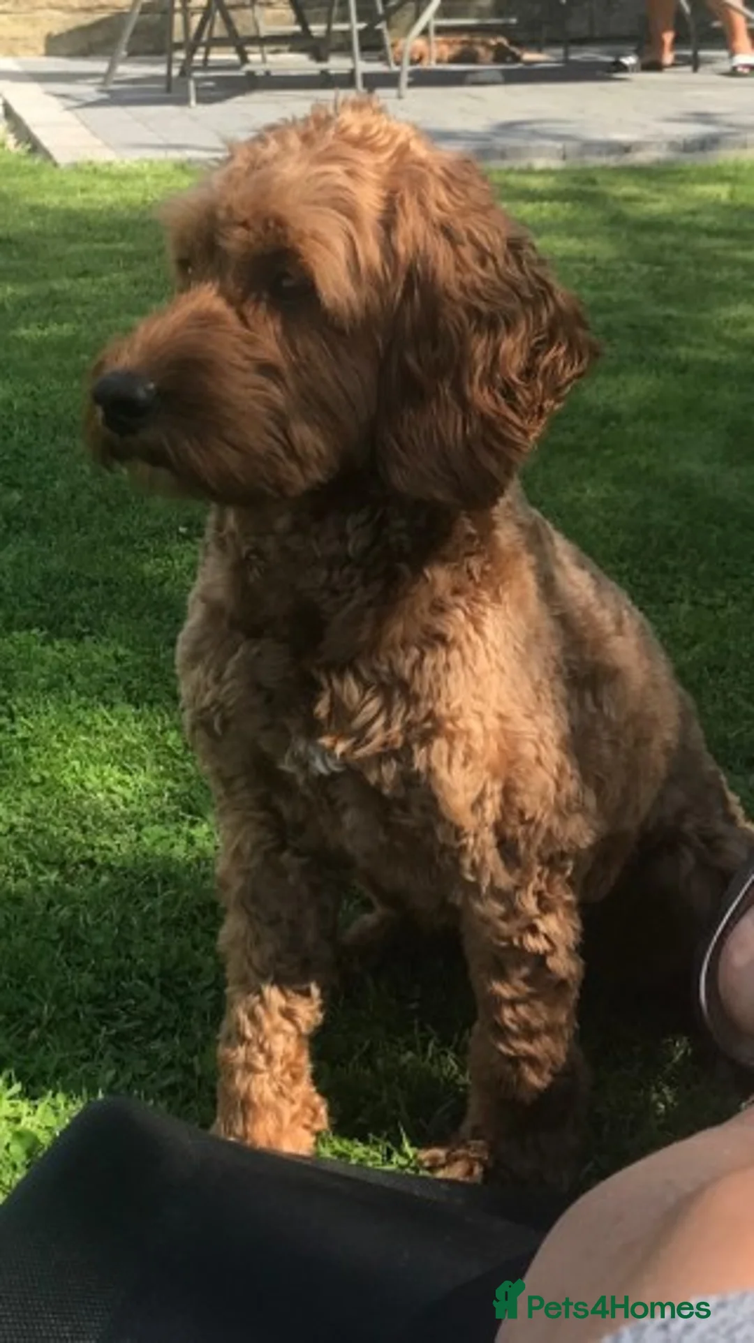 Cockapoo dogs for stud: STUD Red F1Cockerpoo in Matlock - Advert 3