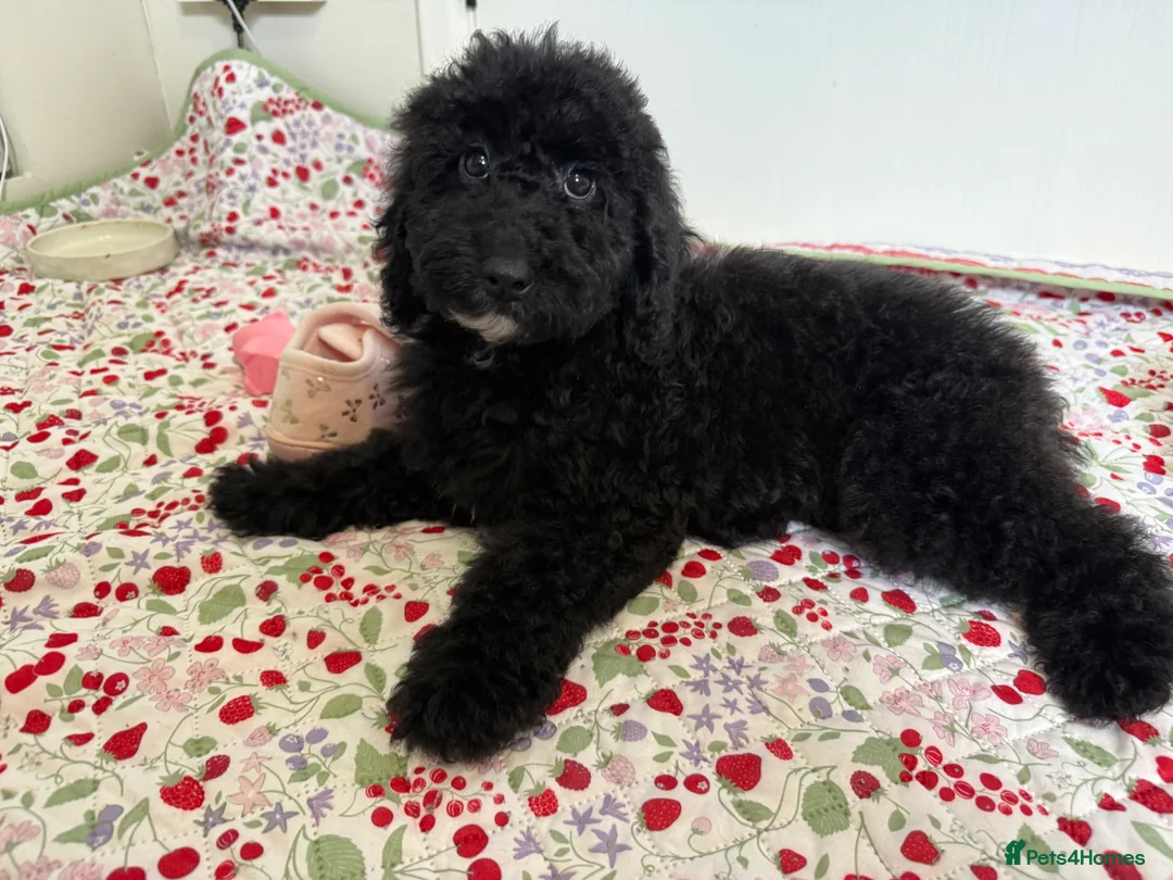 Australian Labradoodle dogs for sale: Health Tested multigen Australian labradoodles  in Ware - Advert 7