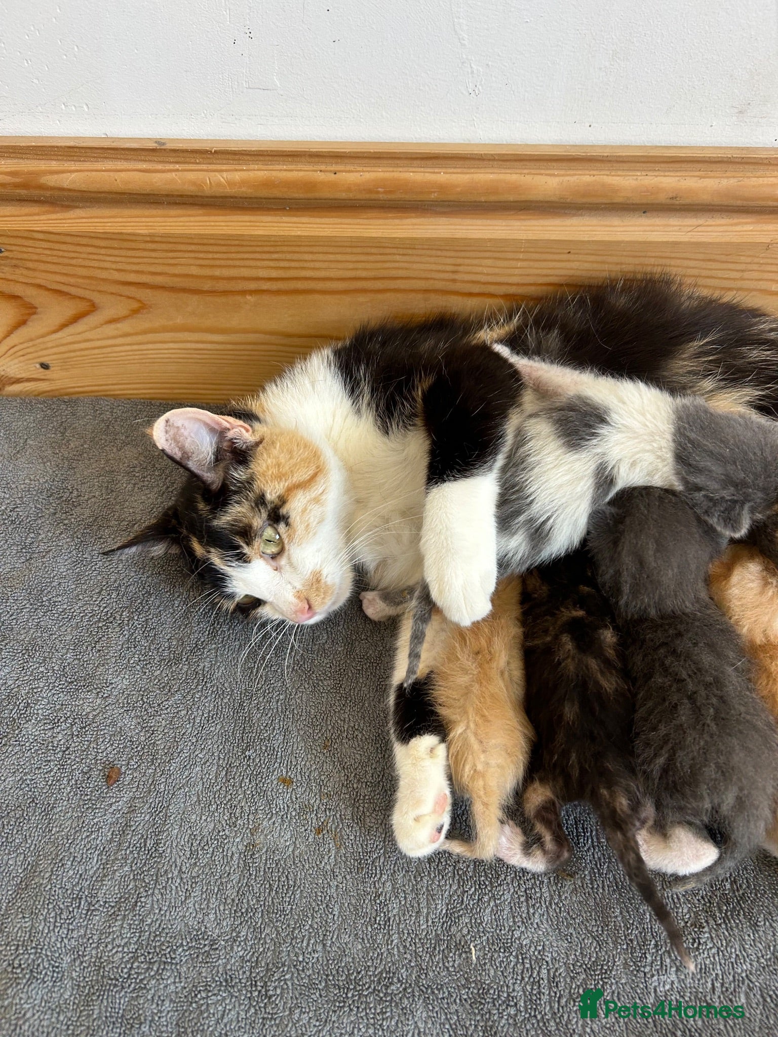 Mixed Breed cats Stunning kittens available ready now  - Advert 1