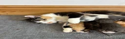 Mixed Breed cats for sale: Stunning kittens available ready now  - Advert 10