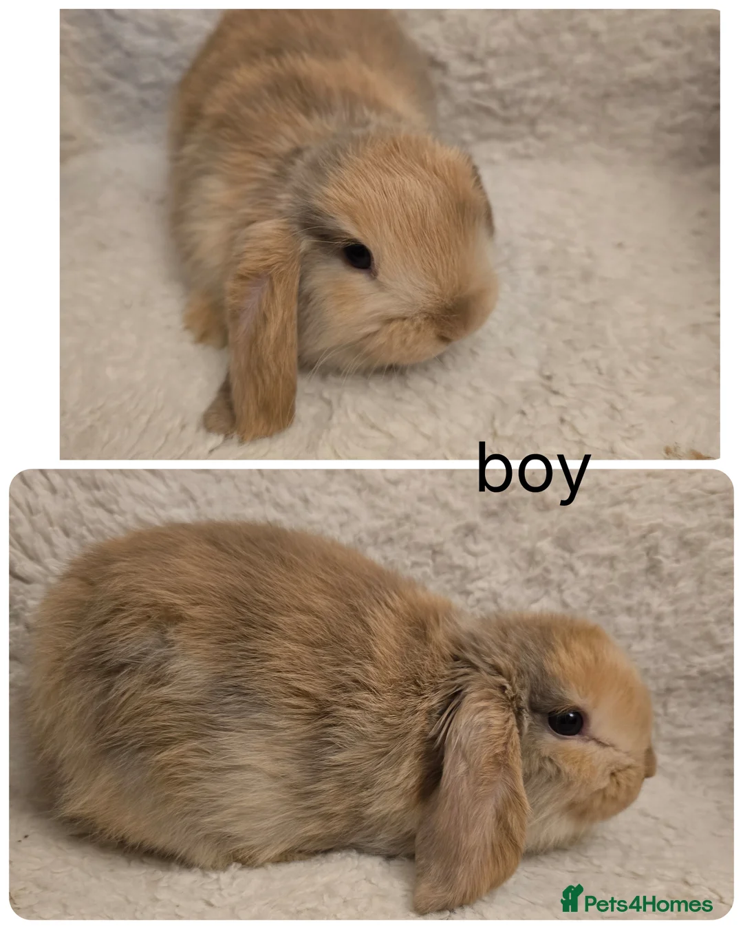 Mini Lop rabbits for sale: Mini lops - Advert 3